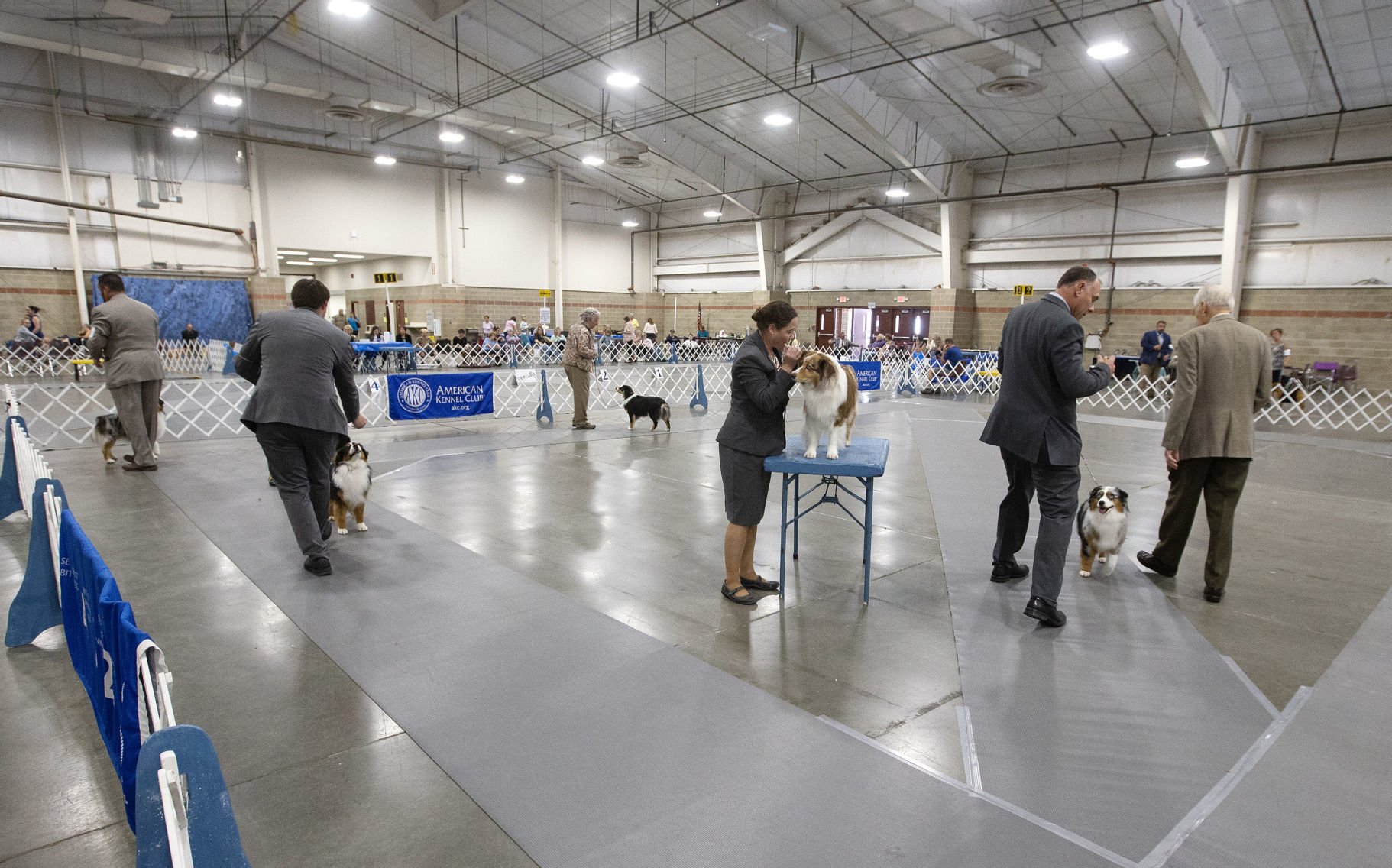Yellowstone Valley Kennel Club All Breed Dog Show